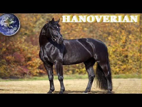 , title : 'TOP Beautiful Hanoverian Horses in the World'