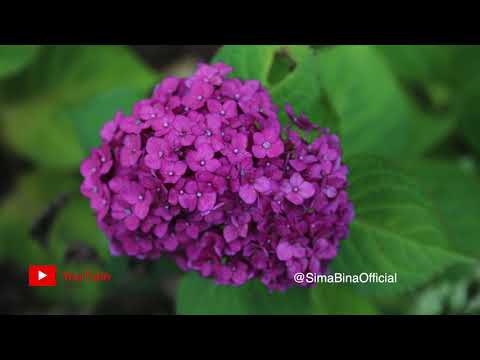 بانو سیما بینا بهارم Sima Bina Old Songs