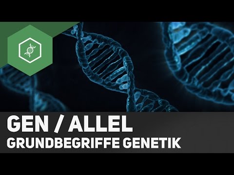 Gene / Allele - Difference - Basic Concepts of Genetics 2