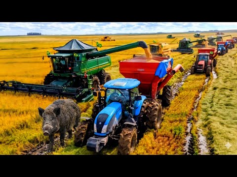 ⚠️IMPRESSIONANTE A COLHEITA NO RIO GRANDE DO SUL⚠️
