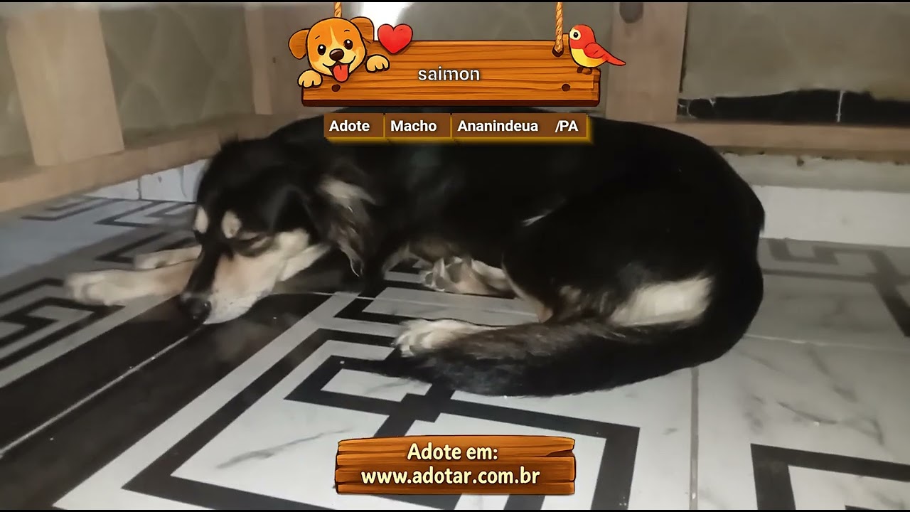Cachorro raça SRD-ViraLata idade 1 ano nome saimon 