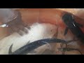 Jam Gourami Large Jam Gourami Beautiful Jam Gourami Jam Gourami Lovers
