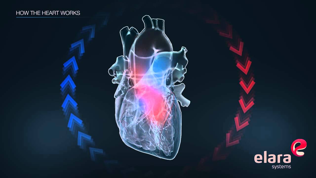Medical 3D Animation Video Explains How the Heart Works