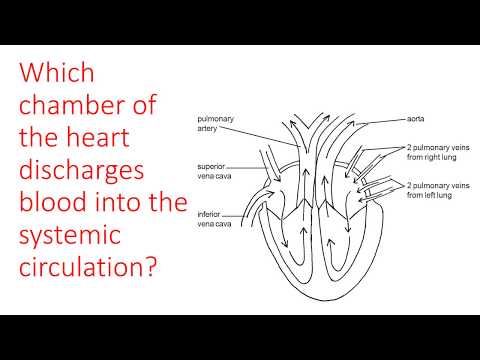 Heart and major blood vessels quiz.