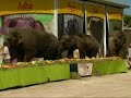 Ringling S Circus Elephants Retire To Florida