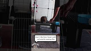 Download lagu Main ke tetangga, apa aman? mp3 Download lagu Main ke tetangga, apa aman? mp3