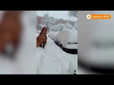 'Dinosaur' enjoys snow in Madrid