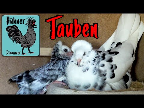 Tauben 🕊️ Zucht & Haltung von Rassetauben Teil 1 Danziger Hochflieger