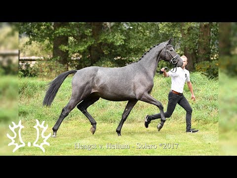 Kat. - Nr. 8 - Trakehner Hengstmarkt 2019 - Hengst v. Helium - Solero  *2017