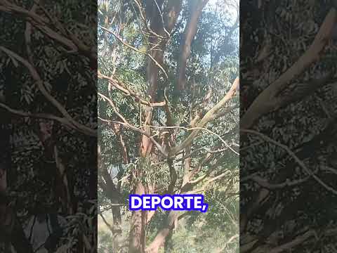 MIRADOR ALTO DE LA CRUZ, COPACABANA, ANTIOQUIA, COLOMBIA.