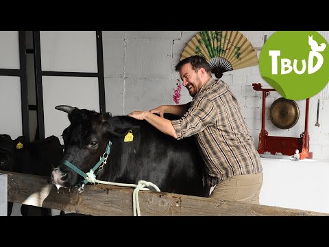 Rinderwahn (Folge 34) | Tiere bis unters Dach | SWR Plus