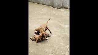 Ariege Pointer Puppies Videos