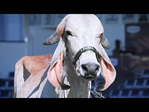 GYR.. LAUREL Ranch.. Tizimín.. Yucatan.. MX.. from Uberaba.. Brazil...