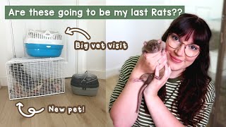 Are these going to be my last Rats? | VLOG