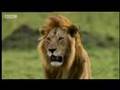 Cheetah Vs Lion Big Cat Diary BBC
