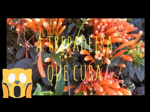 , title : 'Cipó de são João, como cultivar (pyrostegia venusta)'