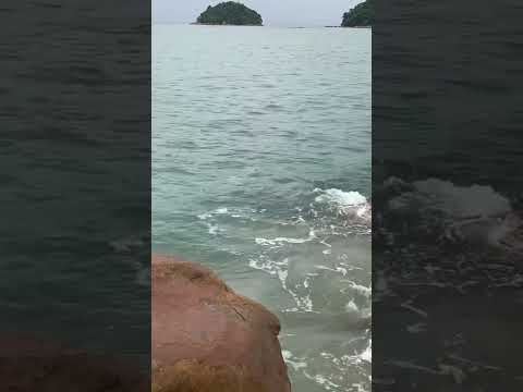 🐢 Tartarugas nas pedras da Praia da Mococa 🌊 | Litoral Norte de SP