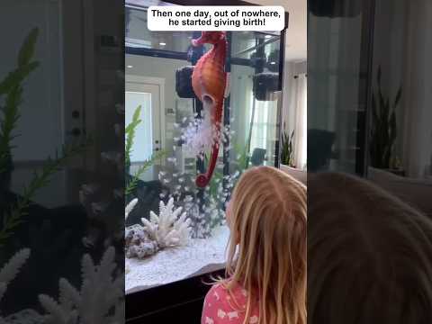 My daughter found a mysterious creature at the beach#animals #seahorse #wildliferescue #lovestory