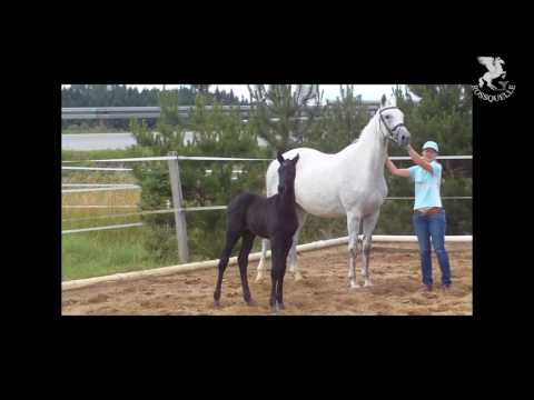 Trakehner Stutfohlen PASADENA