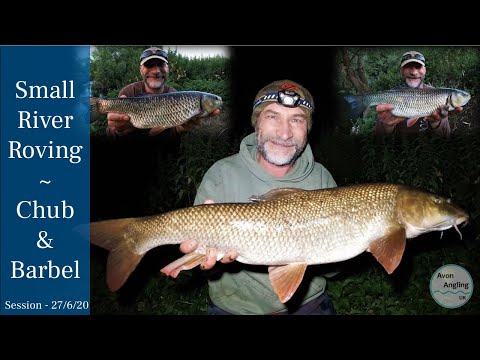 Fantastic Session - Big Barbel & Stunning Chub From A Small River - 27/6/20 (Video 160)