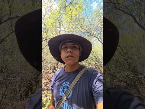 CORZUELA🦌 EN EL CHACO🇧🇴 #orgulloboliviano