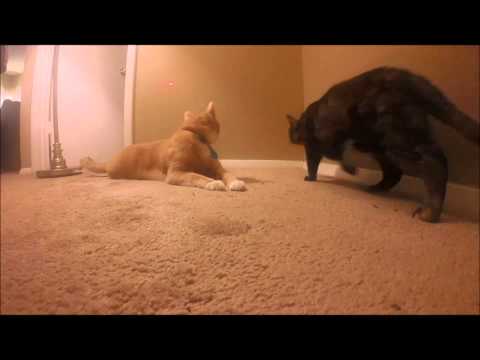 Cats vs Laser Pointer - Hardcore Metal GoPro Edition