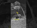 Elephant's shocking plan when he wanted THIS! 🤯💛 #cuteanimals #entertaininganimals #elephants