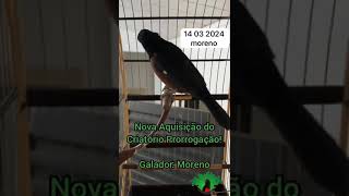 Nova Aquisição do Criatório Prorrogação - Galador: Moreno