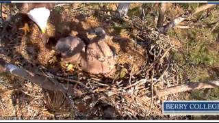 berry college march15 1 bonk