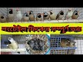 Detailed Discussion About Longtail Finch লং টেইল ফিঞ্চ সম্পর্ক�