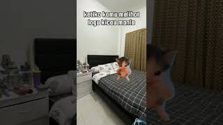 Download lagu ketika kamu melihat lagu kicau mania🗿 #kicaumania #meme #kucinglucu #cat #viralshorts mp3
