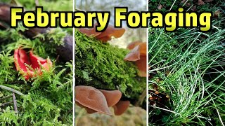 February Foraging - Scarlet Elf Cup, Wood Ears, Crow Garlic