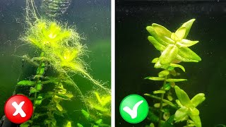 How to Balance a Planted Tank | Step-by-Step Guide