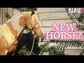 DID I BUY A MYSTERY AUCTION HORSE Red Dead Redemption Realistic Roleplay Pinehaven