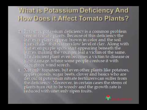 , title : 'Potassium Nitrate: Best Fertilizer For Tomatoes !'