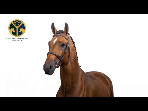 17 Conte (Comme Il Faut x Casall) stallion, 2020 - TYA 2025