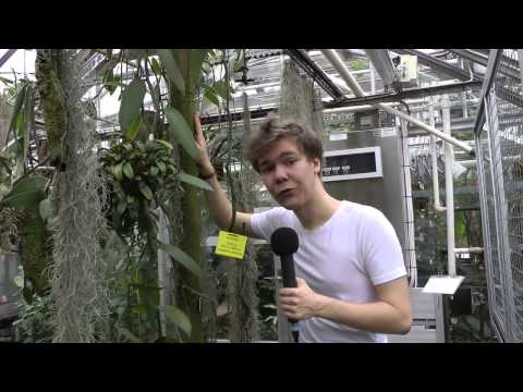 Botaniskt 1: En tur i växthusen