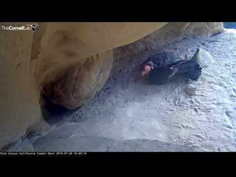 After-Dinner Cuddling With Condor Chick And Mom – July 29, 2019