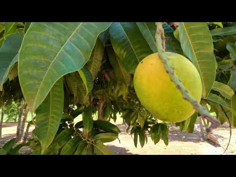 Sítio de 25 Hectares à Venda em Flores de Goiás | Represa, Casa Boa e Água Permanente