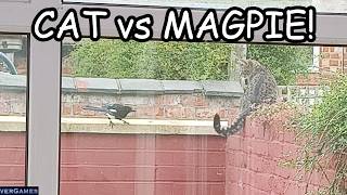 MAGPIE BEASTS CAT!