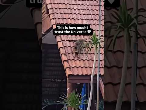 🐈 Cat having a lot of fun on the roof 🏠