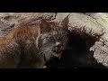 Villain Defeats The Lynx The Incredible Journey
