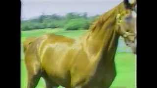 Big Ben -  Worlds&#39; Greatest Jumper