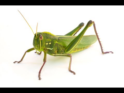 1V4 ULTIMATE NEXUS SAVE