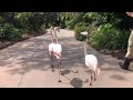Greater Flamingos Take A Walk Through The Zoo