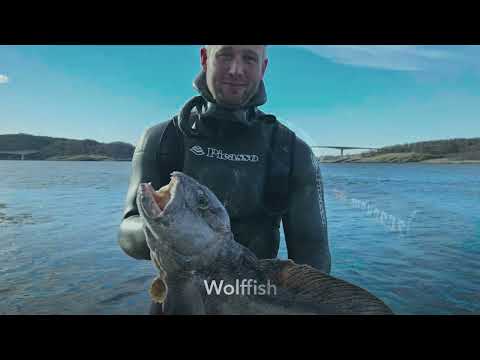 Spearfishing in Saltstraumen - 2024