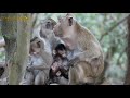 So Wonderful Baby Monkey Moy And Pee Getting Milk From Mon