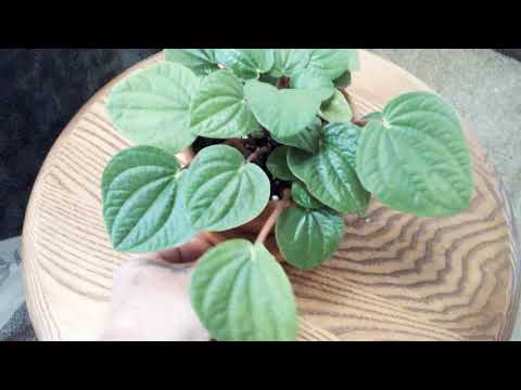 download lagu mp3 mp4 Peperomia Rana Verde Care, download lagu Peperomia Rana Verde Care gratis, unduh video klip Peperomia Rana Verde Care