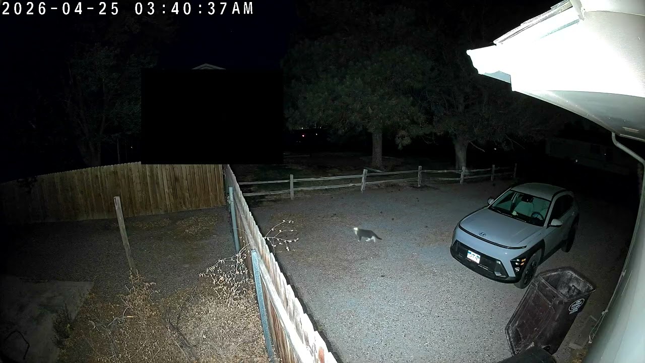 TP-Link Tapo C675D fixed lens - Cat walking at night - YouTube