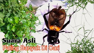 Download lagu Suara Jangkrik mp3 Download lagu Suara Jangkrik mp3